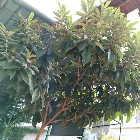Affittacamere Eva Duplex Berat